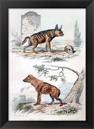 Framed Pair of Hyenas Print