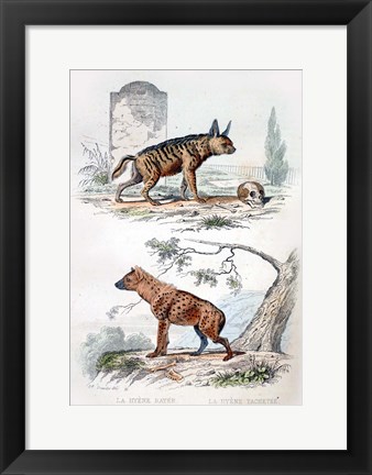 Framed Pair of Hyenas Print