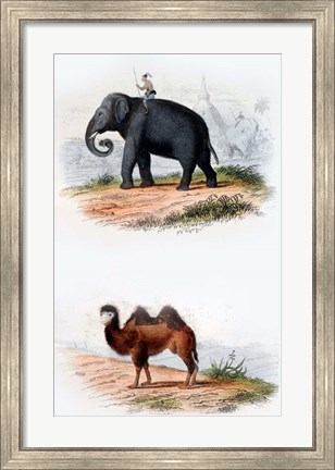 Framed Elephant and Camel Print
