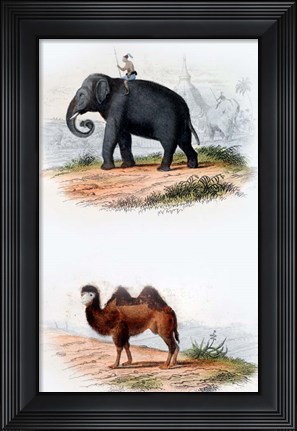 Framed Elephant and Camel Print