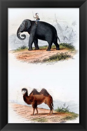 Framed Elephant and Camel Print