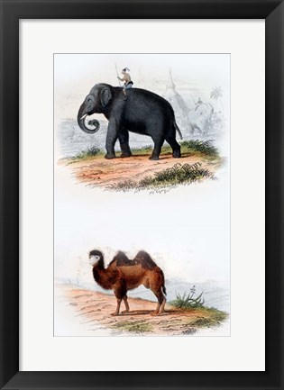 Framed Elephant and Camel Print