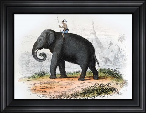 Framed Elephant Print