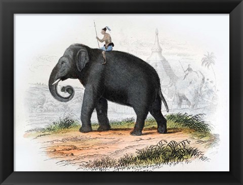 Framed Elephant Print