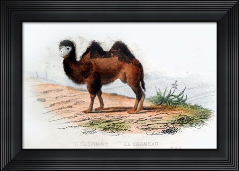 Framed Camel Print