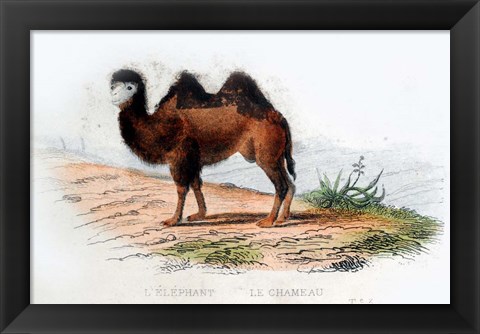 Framed Camel Print