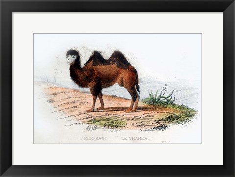 Framed Camel Print