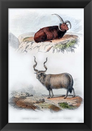 Framed Pair of Rams Print