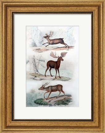 Framed Stag, Elk and Deer Print
