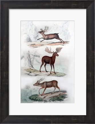 Framed Stag, Elk and Deer Print