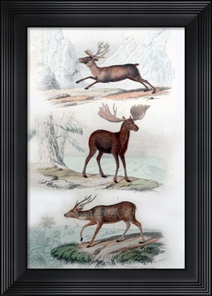 Framed Stag, Elk and Deer Print
