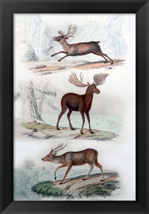 Framed Stag, Elk and Deer Print