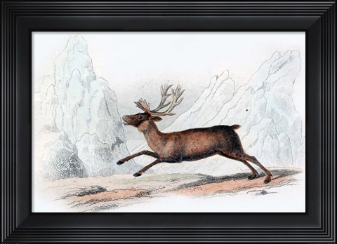 Framed Stag Print
