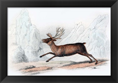 Framed Stag Print