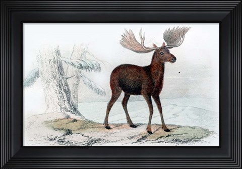 Framed Elk Print