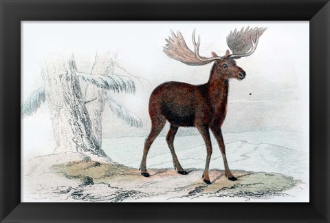 Framed Elk Print