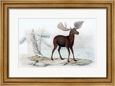 Framed Elk Print