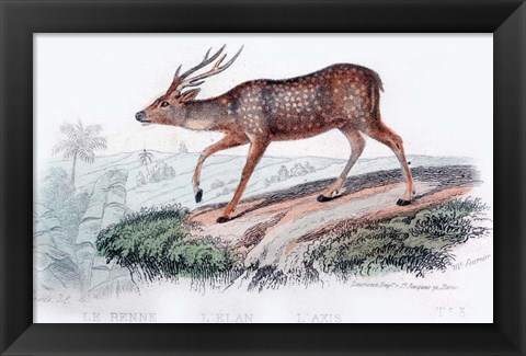 Framed Deer Print