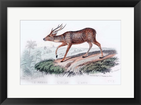 Framed Deer Print