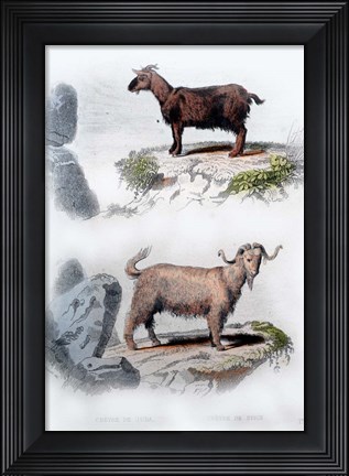 Framed Pair of Goats Print