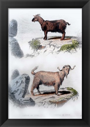 Framed Pair of Goats Print