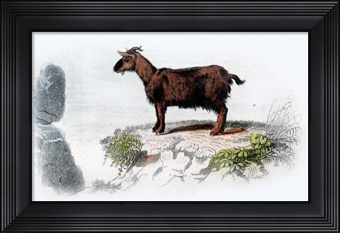 Framed Goat I Print