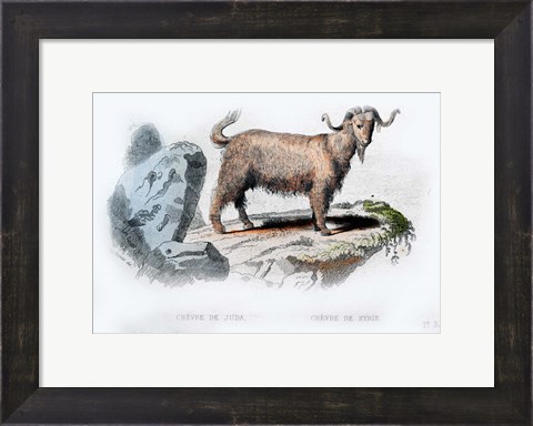 Framed Goat II Print