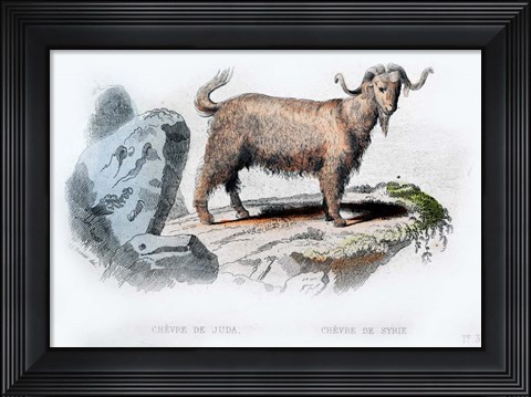 Framed Goat II Print