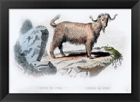 Framed Goat II Print