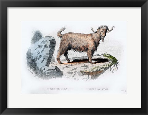 Framed Goat II Print