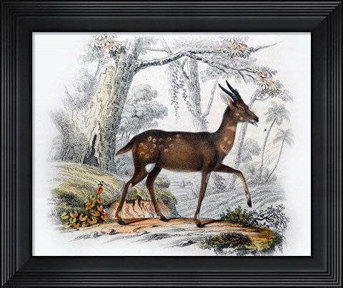 Framed Le Bosbok Print