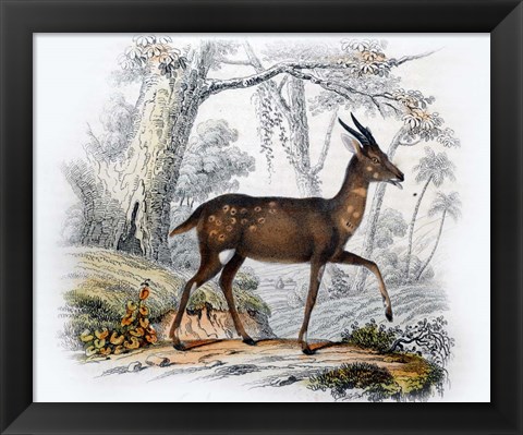Framed Le Bosbok Print