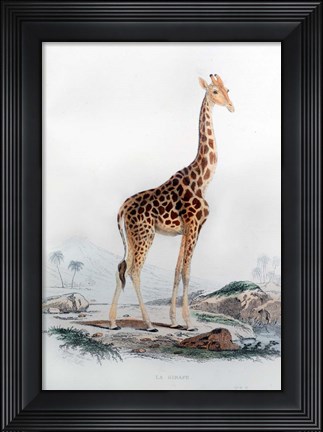 Framed Giraffe Print