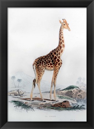 Framed Giraffe Print