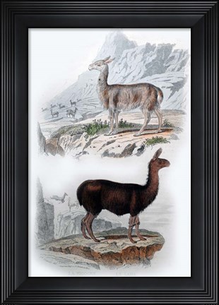 Framed Vicuna and Llama Print