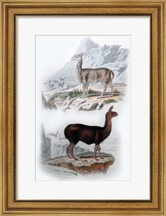Framed Vicuna and Llama Print