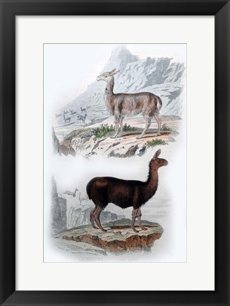 Framed Vicuna and Llama Print