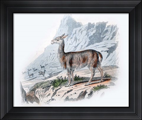 Framed Vicuna Print