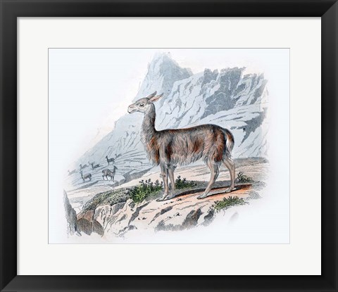 Framed Vicuna Print