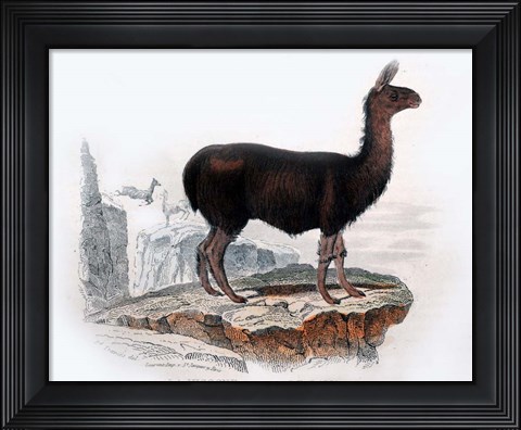 Framed Llama Print