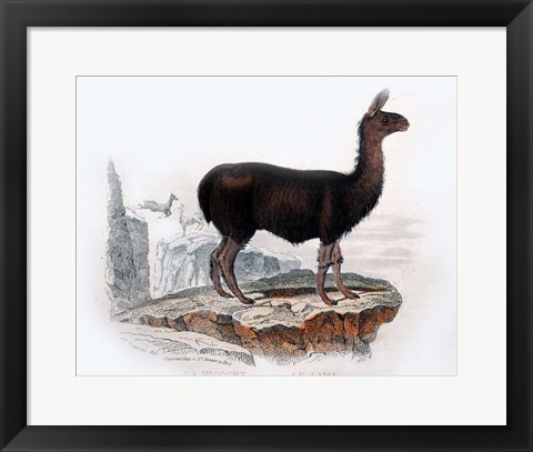 Framed Llama Print