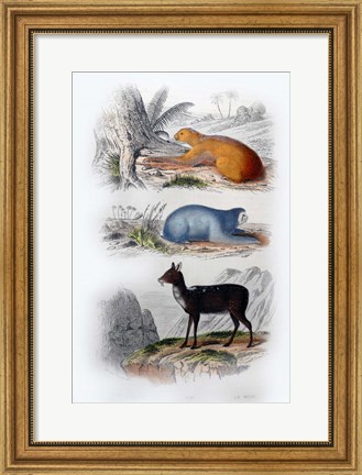 Framed Three Mammals I Print