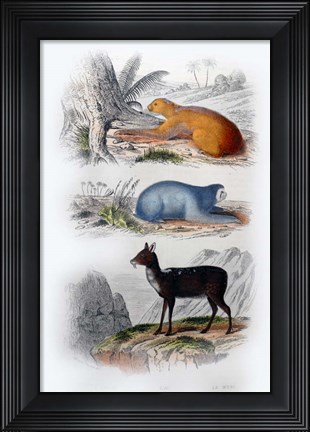 Framed Three Mammals I Print