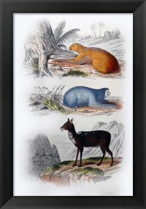 Framed Three Mammals I Print