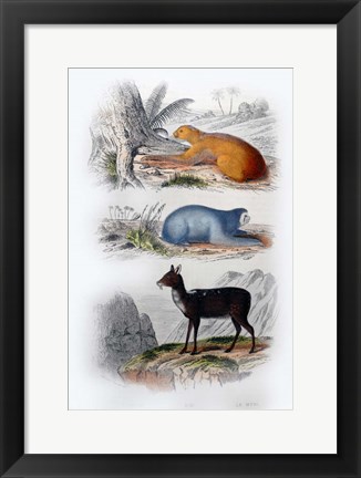 Framed Three Mammals I Print