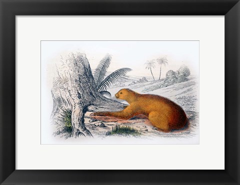 Framed Mammal I Print