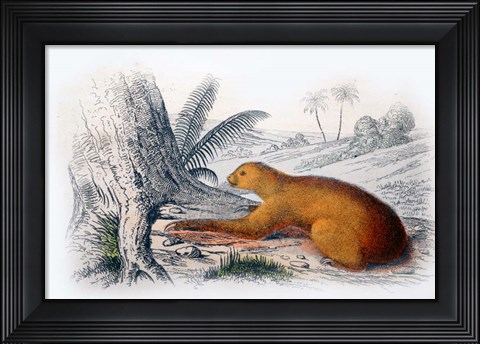 Framed Mammal I Print