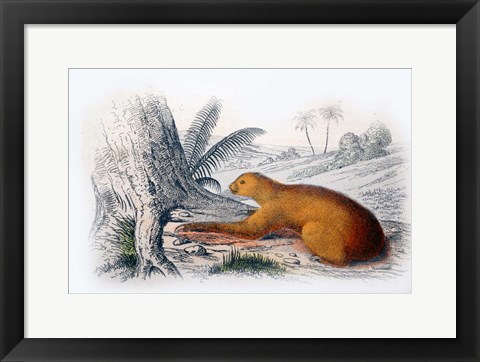 Framed Mammal I Print