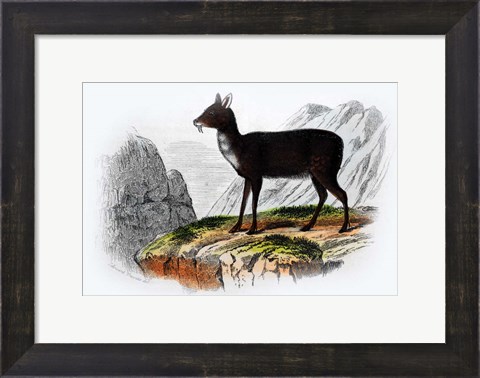 Framed Mammal III Print