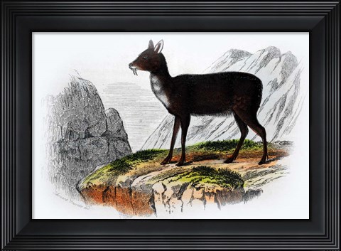 Framed Mammal III Print